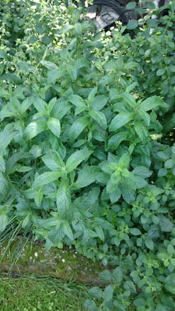 Máta peprná (Mentha piperita) sazenice  10ks